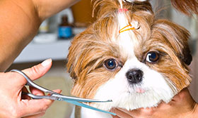 Toiletteur chien chat Trests