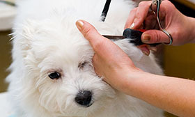 Toiletteur chien chat Var